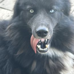 Lobo - Siberian Husky