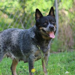 Queen - Australian Cattle Dog