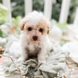 Chips - Parti male Poodle puppy in Chapel Hill, North Carolina from Cyndi’s Poodles