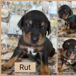 Rut - Blue male Catahoula Leopard Dog puppy in Forbes, Minnesota from North Country Catahoulas