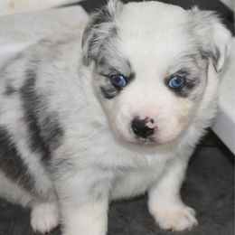 Cynthia - Blue merle female Miniature Australian Shepherd puppy in Patterson, North Carolina from DreamLine Aussies