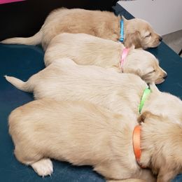Dachshund Puppies from Cream Doxie Luv