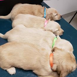 Dachshund Puppies from Cream Doxie Luv