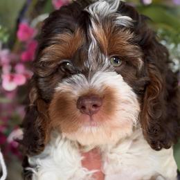 Ollie - Cockapoo