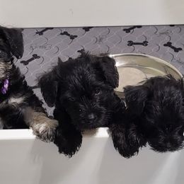 Miniature Schnauzer Puppies from Donna's Miniature Schnauzers