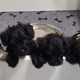 Miniature Schnauzer Puppies from Donna's Miniature Schnauzers