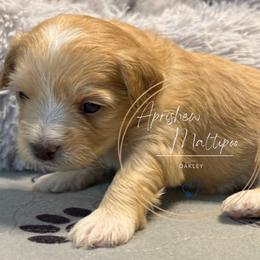 Oakley - Apricot female Maltipoo puppy in Weatherford, Texas from Aprishew Maltipoo
