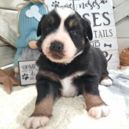 Luna (blue eyes, read full descript.) - Black tri-color female Australian Shepherd puppy in Roanoke, Virginia from Miniature Angels Farm