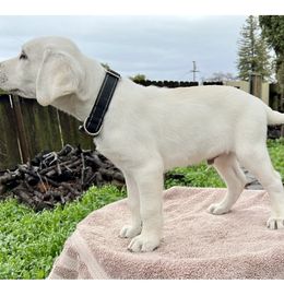 Cash Blk collar Boy 4 - Yellow Labrador Retriever puppy in Live Oak, California from Blanco Labradors