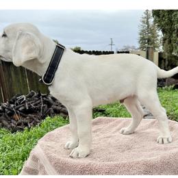 Cash Blk collar Boy 4 - Yellow Labrador Retriever puppy in Live Oak, California from Blanco Labradors