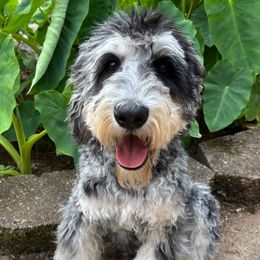 River - Phantom male Bernedoodle puppy in Elkin, North Carolina from Poodle and Doodle Haven