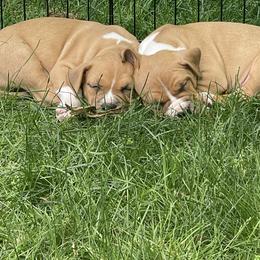 American Staffordshire Terrier Puppies from Two Bridges AmStaffs