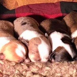 Chihuahuas from Spellbound Chihuahuas