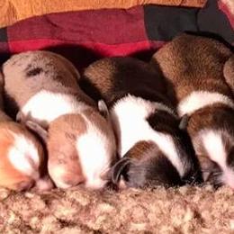 Chihuahuas from Spellbound Chihuahuas