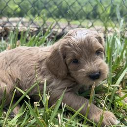 Holly - Apricot female Goldendoodle puppy in Franklin, North Carolina from Creekside Cottage Doodles