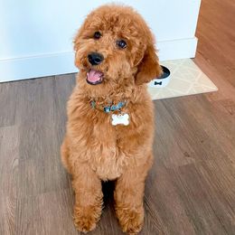 Goldendoodle Puppies from Doodle Paws Az