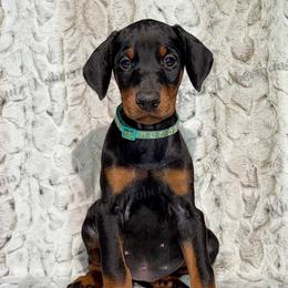 Mint - Black and rust female Doberman Pinscher puppy in Louisville, Kentucky from Ruiz Dobermans