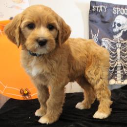 Sky blue collar Chinook - Apricot female Australian Labradoodle puppy in Provo, Utah from EllsWORTH Labradoodles LLC