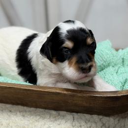Vesper - Tri-color female Bernedoodle puppy in Henry, Illinois from Rowe Farms Doodles