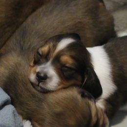 Dachshunds from Oakley's Dachshund Ranch