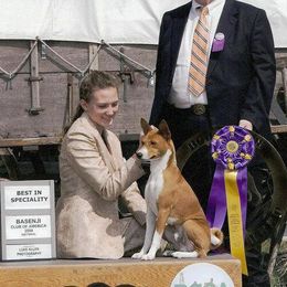 Basenjis, German Wirehaired Pointers, and Pointers from Mountain View Kennel