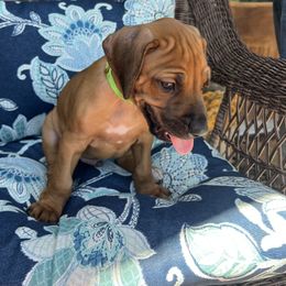 Clover - Rd whtn blk nose male Rhodesian Ridgeback puppy in Arcadia, Oklahoma from Ahyoka Rhodesian Ridgebacks