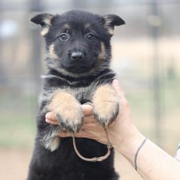 Titan - Black and tan male German Shepherd puppy in Augusta, West Virginia from Vom Haus Highlands