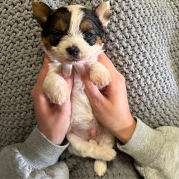 Levi - Parti male Yorkshire Terrier puppy in Parma Heights, Ohio from Yorkies of Ohio