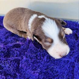 Clifford - Black tri-color male Australian Shepherd puppy in Charlotte, North Carolina from Awesome Aussies