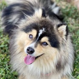 Amigo - Pomsky