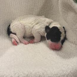 Teal - Black and white female Sheepadoodle puppy in Fayette, Alabama from Luxapallila Sheepadoodles