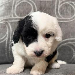 Mowgli - Black and white male Sheepadoodle puppy in Saint Cloud, Florida from Rising Star Kennels
