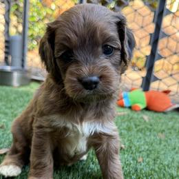 Effie - Brown and white female Cockapoo puppy in Williamston, South Carolina from Sassy Bob’s Dogs