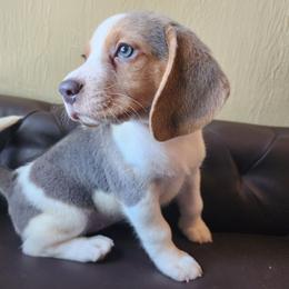 Rose - Blue tan and white female Beagle puppy in Bois D Arc, Missouri from Country Home Pets and Farm
