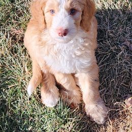 Sheepadoodle Puppies from Jaqueline Sparks