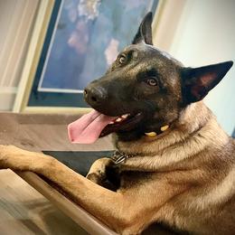 Belgian Malinois puppies from Louisov Kennel