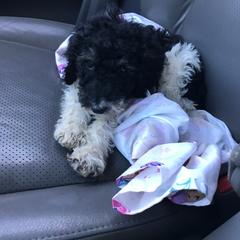 English Springer Spaniel and Springerdoodle Puppies from AVE Springer Spaniels