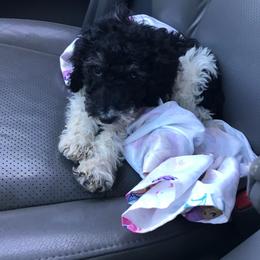 English Springer Spaniel and Springerdoodle Puppies from AVE Springer Spaniels