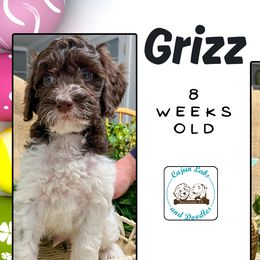 Grizz: Chocolate & White Tuxedo - Parti Goldendoodle puppy in Raceland, Louisiana from Cajun Doodles