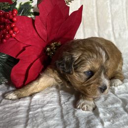 Desdemona - Wheaten female Miniature Schnauzer puppy in Menifee, California from Moonshine’s Minis