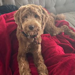 Bailey - Goldendoodle
