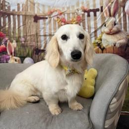 Benson - Dachshund