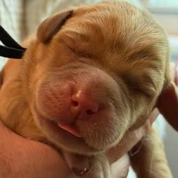Chestnut - Yellow male Labrador Retriever puppy in North Chesterfield, Virginia from Lake Crystal Farms Labradors