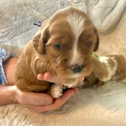 Girl 1 Princess Leia - Red female Cavapoo puppy in Bountiful, Utah from PJs Puppy Love