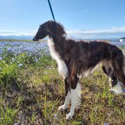 Borzoi and Samoyed Puppies from Kalabria