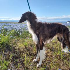 Borzoi and Samoyed Puppies from Kalabria