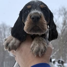 Baylor - Black white and tan male English Springer Spaniel puppy in Bay City, Wisconsin from Springer Hills Farm