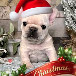 Cream - Cream male French Bulldog puppy in Sterling Heights, Michigan from Freshwater Frenchies