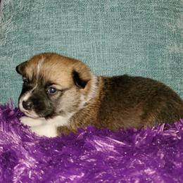 Labrador Retriever and Pembroke Welsh Corgi Puppies from White Star Corgis