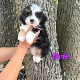 Brie - Tri-color female Bernedoodle puppy in Springfield, Missouri from PoodlelyDoodlely
